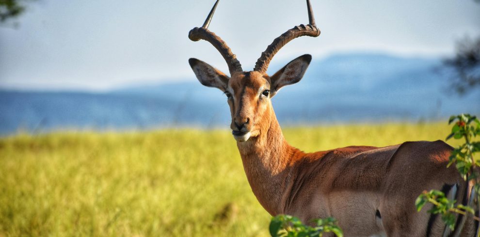 14-Day Luxury Safari Kenya Honeymoon & Zanzibar Beach Escape