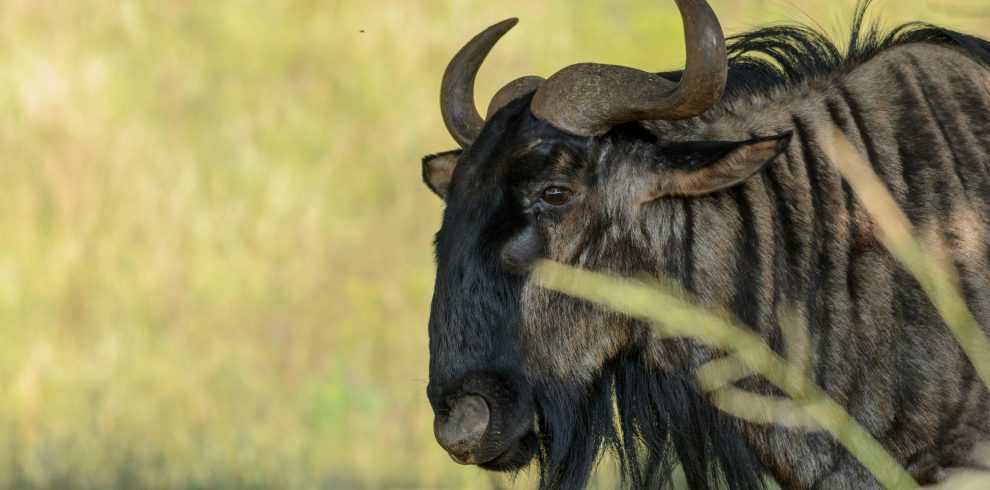 10-Day Masai Mara Migration Wildlife & Zanzibar Beach Holiday