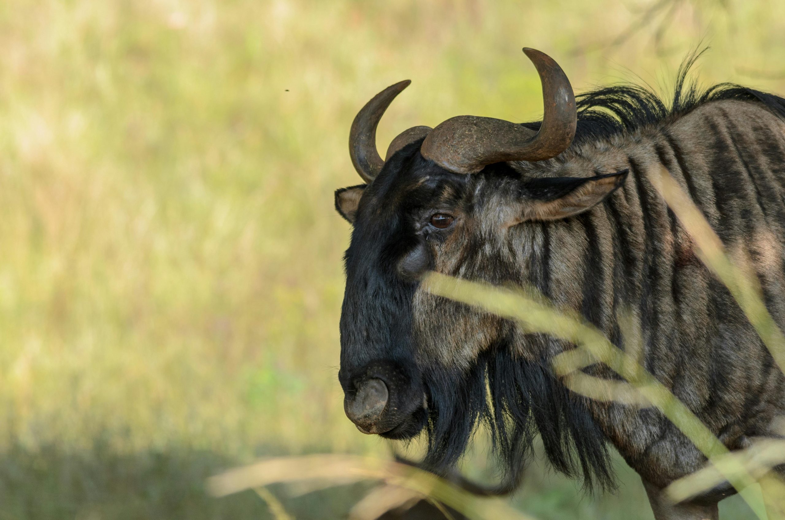 10-Day Masai Mara Migration Wildlife & Zanzibar Beach Holiday