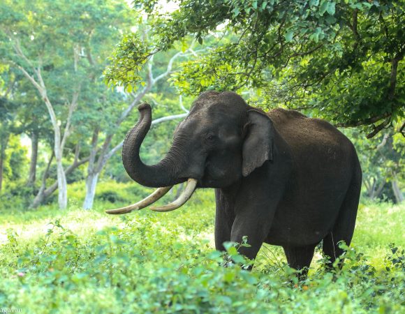 7-Day Honeymooners Comfort Safari