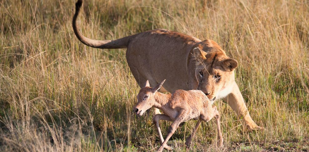 11-Day Spirit & Soul of Africa Safari (Kenya & Tanzania)