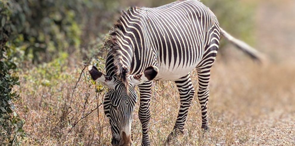 8-Day Absolute Adventure in Kenya