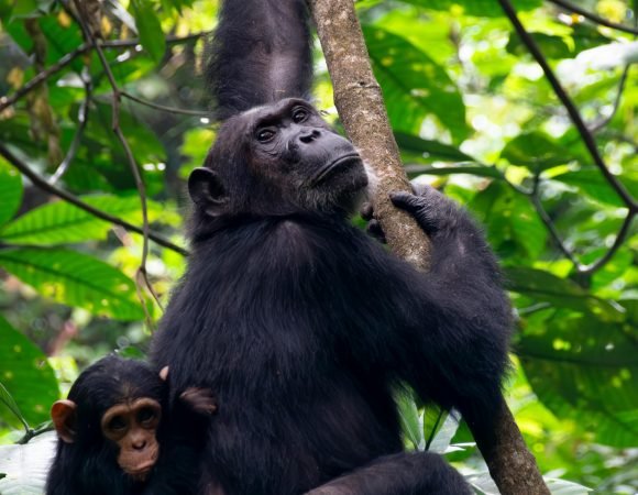 The Hidden Secrets of Uganda and Rwanda