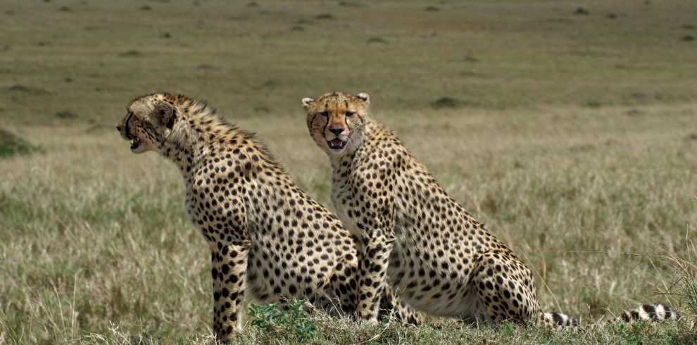 5 Days Lake Manyara, Serengeti & Ngorongoro Safari