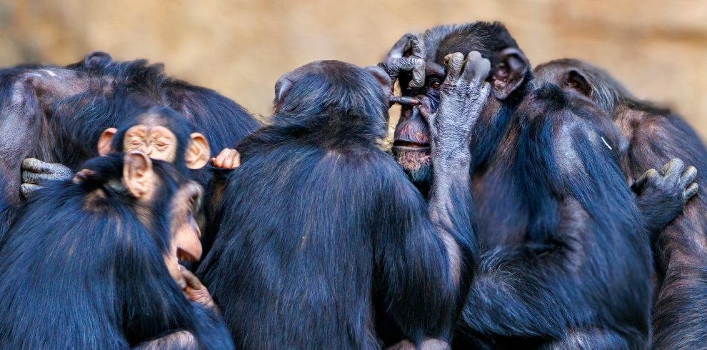 13 Days Gorilla, Masai Mara & Serengeti Wilderness Safari