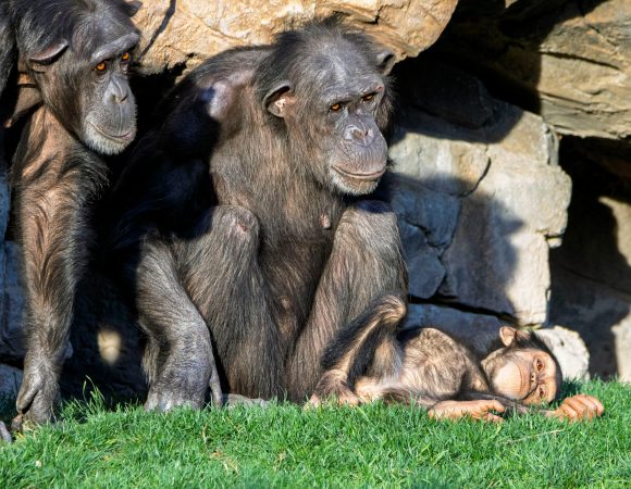 Top Destination in Uganda Tours