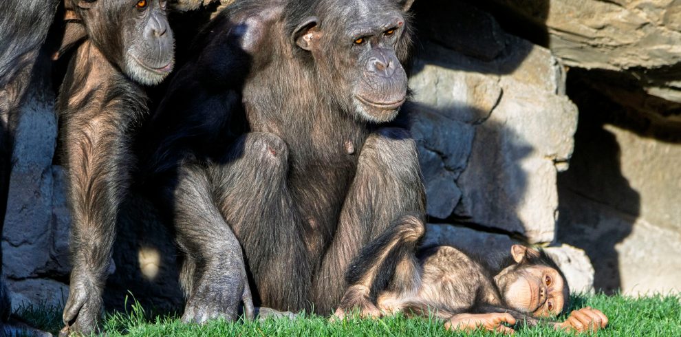 3 Days Gorilla Trekking & Lake Bunyonyi