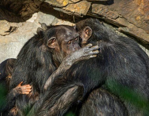 3-Day Rwanda's Volcanoes National Park Gorilla Adventure