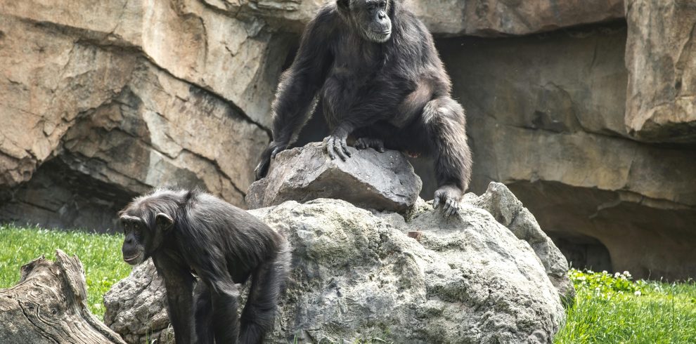 15 Days Luxury Uganda Safari – Wildlife & Activity Holiday