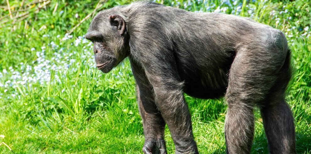 5-Day Rwanda & Uganda Adventure