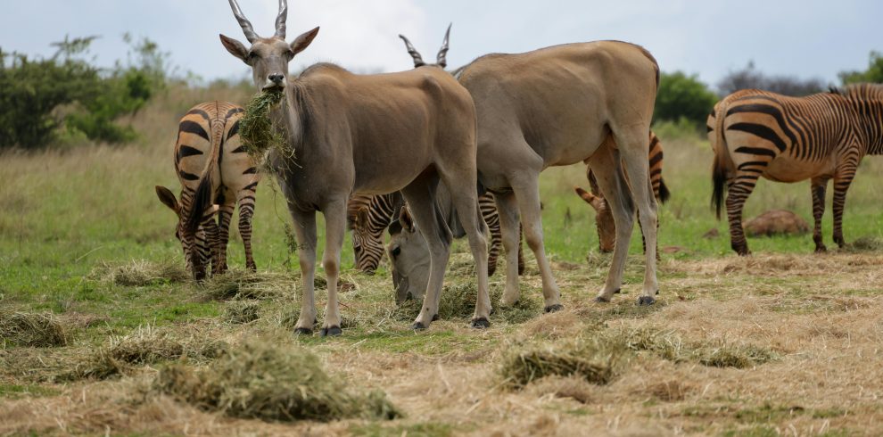 5-Day Exclusive Masai Mara Honeymoon