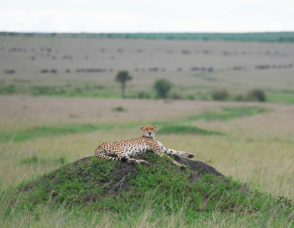 8 Days Breathtaking Wildlife in Tanzania