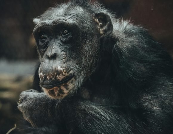4-Day Rwanda Gorilla Trekking