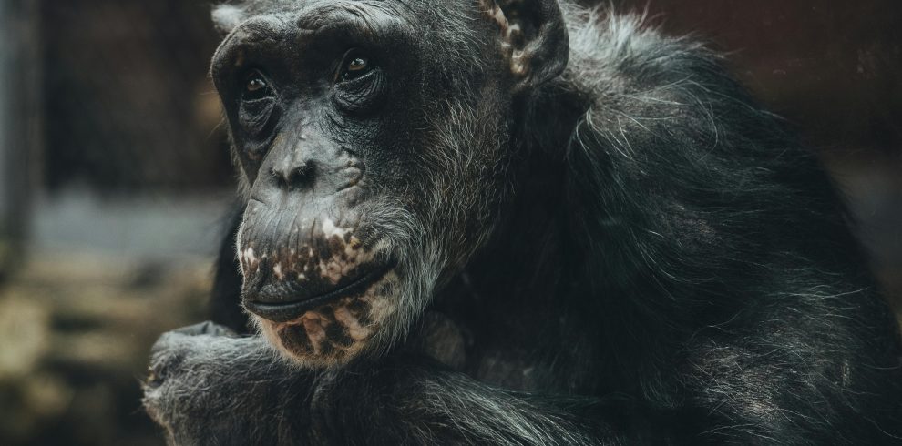 15-Day Africa Package – Gorilla & Rwenzori Expedition in Uganda