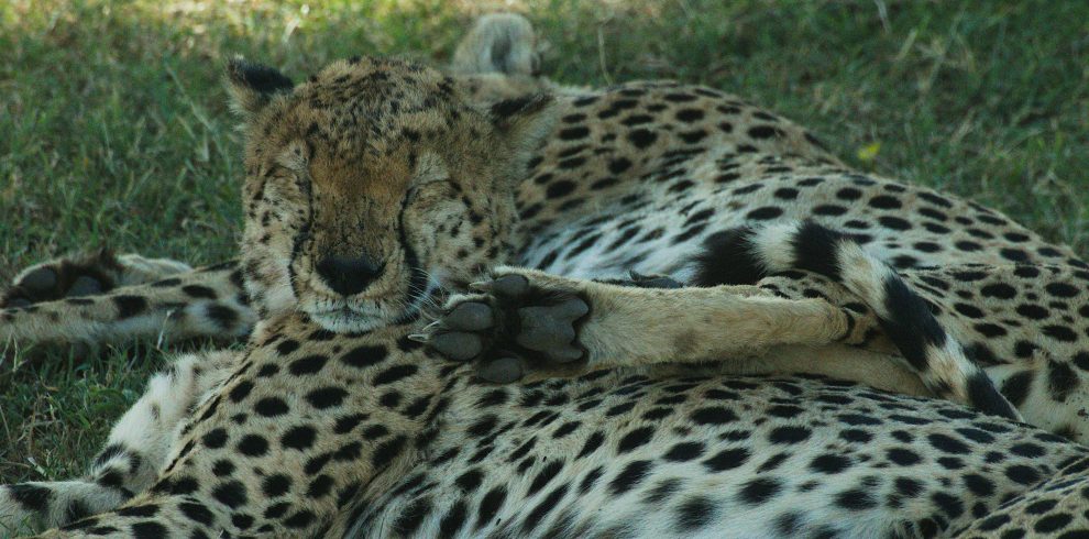 5-Day Luxury Best of Tanzania Safari