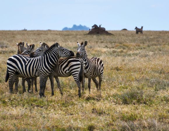 8-Day Luxurious Escapade