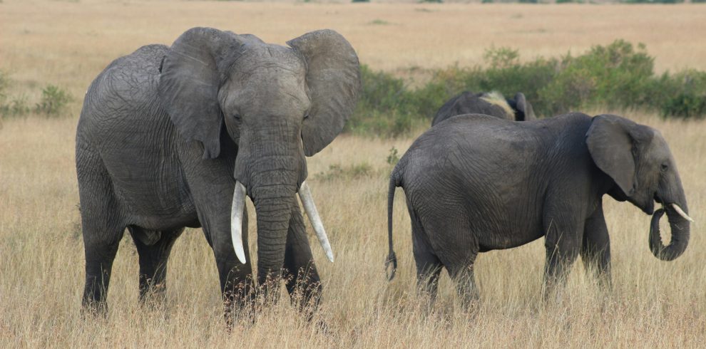 6 Days Western Corridor Safari