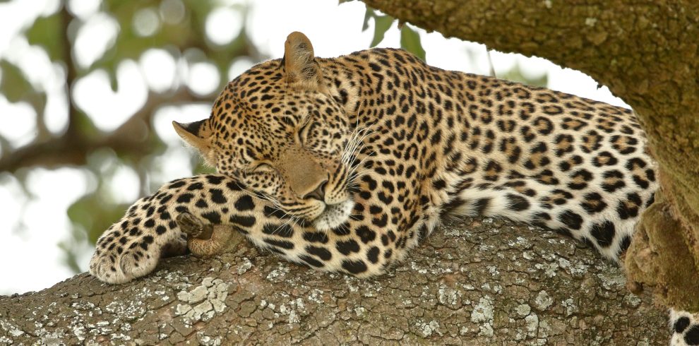 5-Day Greatest Show on Earth