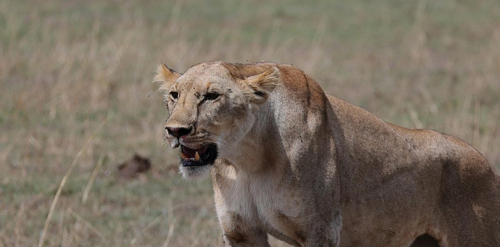 15-Day Masai Mara, Gorilla Trek & Serengeti Migration