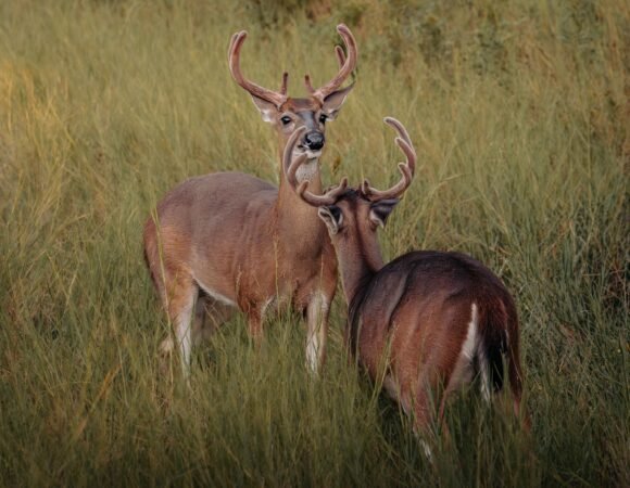 7-Day Luxury Kenya Safari