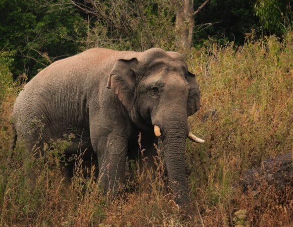 7-Day Kenya & Uganda Luxury Safari
