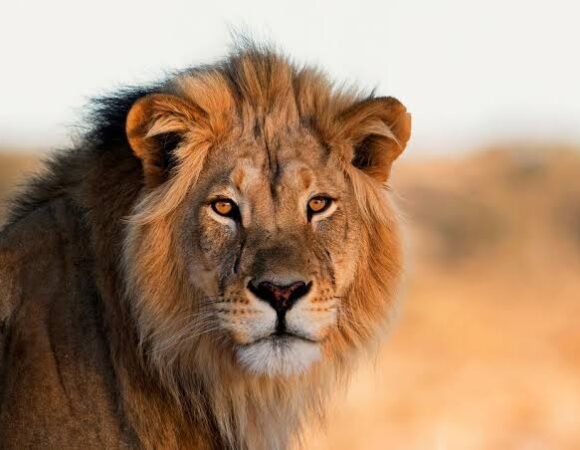 7-Day Kenya Honeymoon Safari