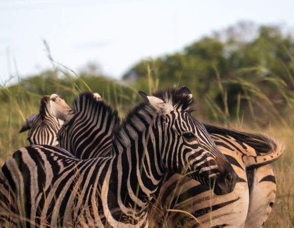 7-Day Magical Kenya Wildlife Adventure