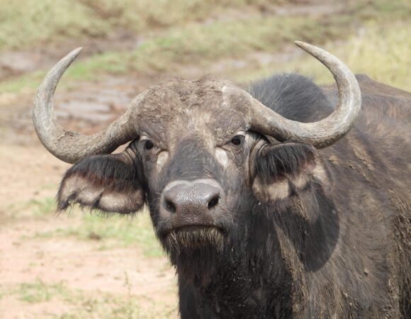 3 Days Masai Mara Safari