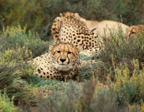 9-Day Kenya Wildlife Adventure