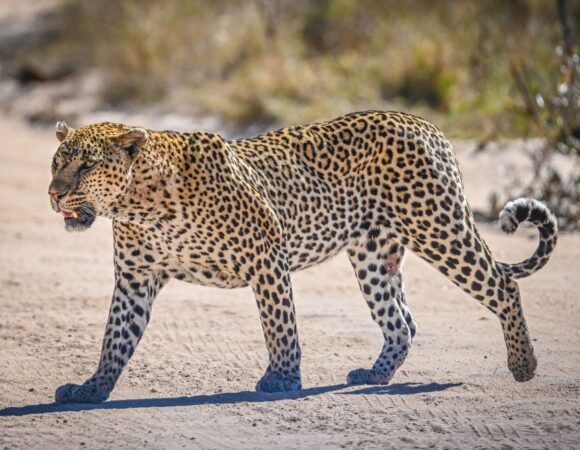 6 Day Discover Kenya Safari