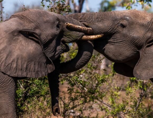 10-Day Wildlife & Diani Beach Escape