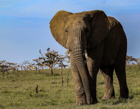 7-Day Nakuru, Naivasha & Mara Safari
