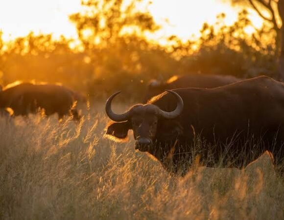 Kruger National Park