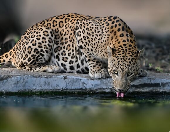 7 Day Kenya Game Drive Safaris