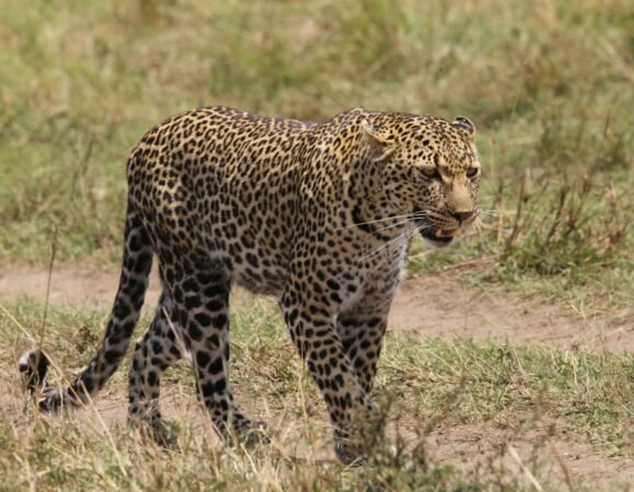 7-Day Kenya Luxury Guided Wildlife Safari