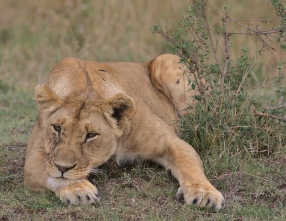 8-Day Amboseli, Serengeti & Ngorongoro Adventure