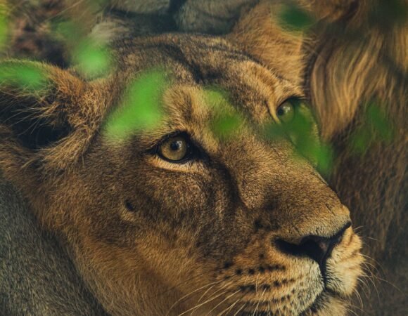 6 Days 5 Nights Best Kenya Safari Tour Package