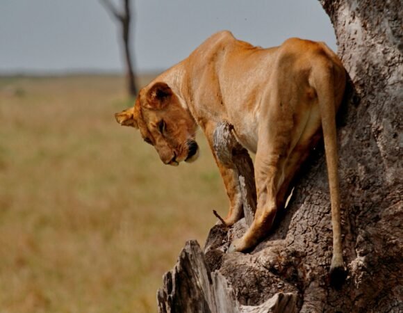 3-Day Mara Serena Safari