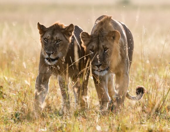 4-Day Samburu & Ol Pejeta Luxury Safari