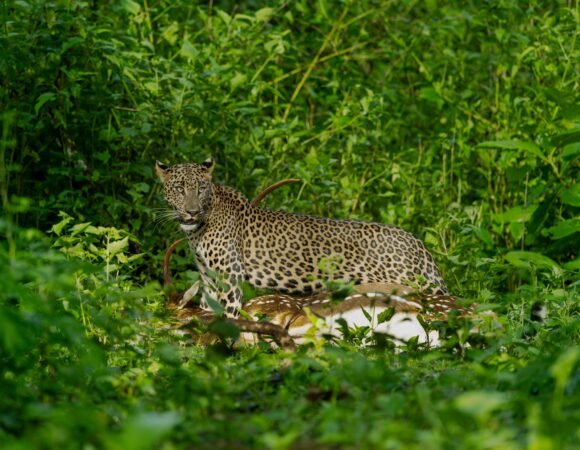 8 Day Kenya Wildlife Safari