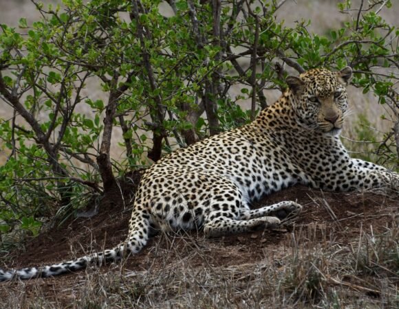 3-Day Luxury Wildlife Adventure