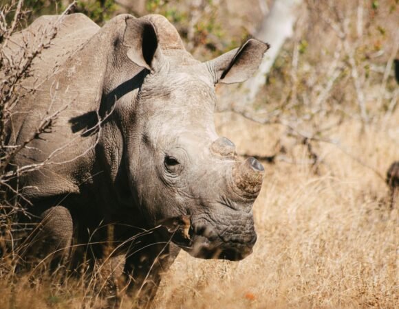 9-Day Private Fly-in Safari – Kenya