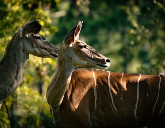 8-Day Luxury Kenya Wildlife Adventure