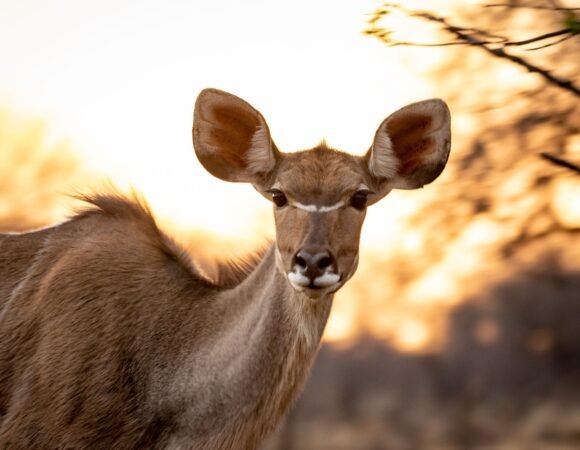 6-Day Discover Tranquil Wilderness Safari