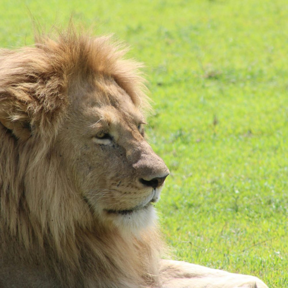 Lake Manyara – Ngorongoro – Tarangire